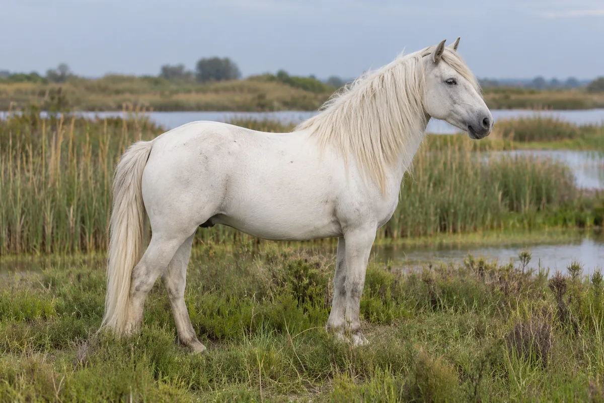 Illustration IA : Cheval de type Camargue gris clair, debout dans une prairie humide