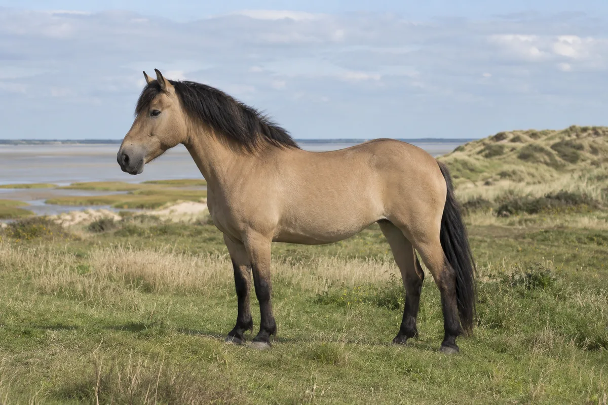 Illustration IA : Cheval de type Henson à la robe isabelle, debout près de dunes