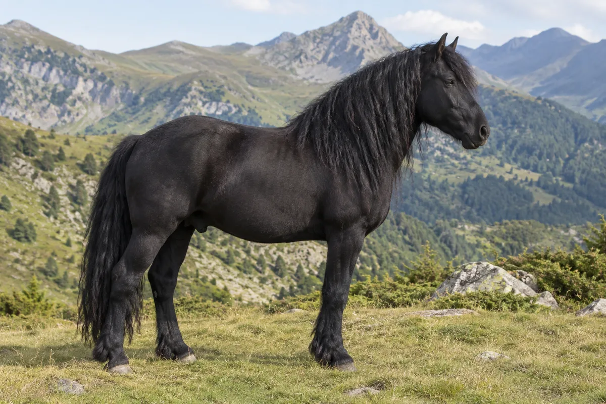 Illustration IA : Cheval de type Mérens noir, debout dans une prairie de montagne